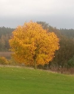 Herbstlicher Baum am 9 Loch in Winstongolf